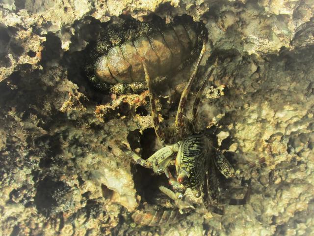 Gut getarnt hat sich diese Krabbe....wer sieht sie...?