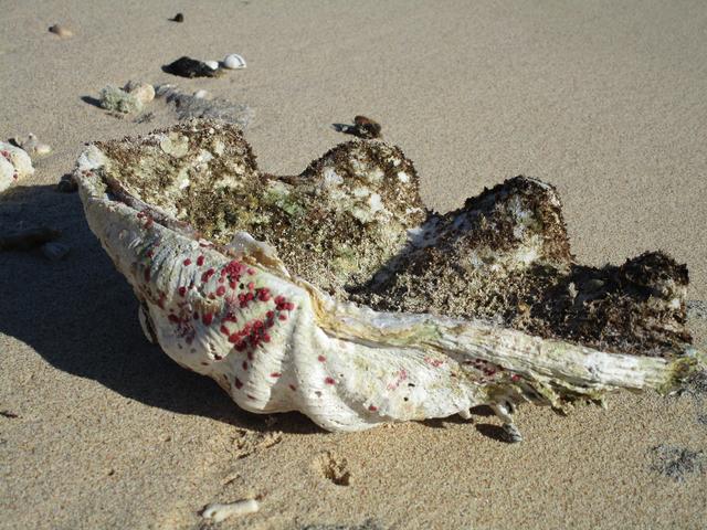 Man findet solche großen, schönen Muscheln... Leider darf man gar NIX mit nachhause nehmen...