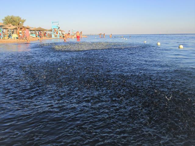 Tausende kleine springende Fische, haben sich am Strand versammelt