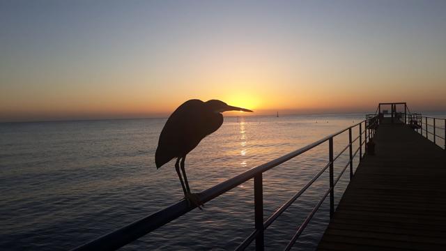 Ganz nahe hat mich dieser Reiher an sich heran gelassen. War wohl noch müde...