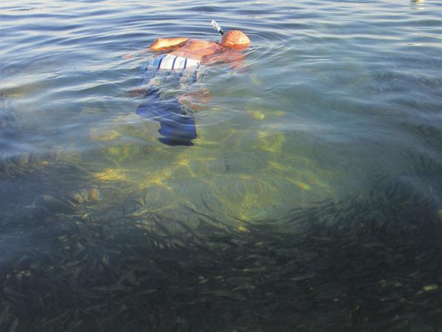 Umringt von tausenden kleinen Fischlein. Neugierig war auch dieser "Schnorchler"