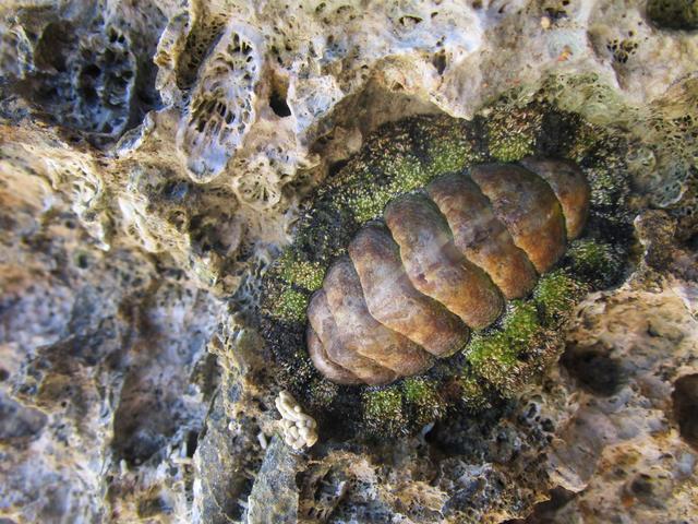 Die kleben überall in den Steinwänden am Strand.
Ich war ganz fasziniert davon...Kennt jemand dieses Gebilde?