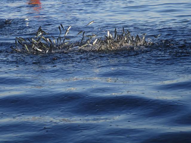 Ein faszinierendes Schauspiel, waren diese kleinen Fischer`l, die plötzlich aus dem Meer gesprungen sind.