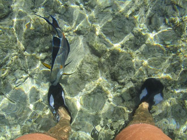 Geküsst von einem schönen Zierfisch...grins..