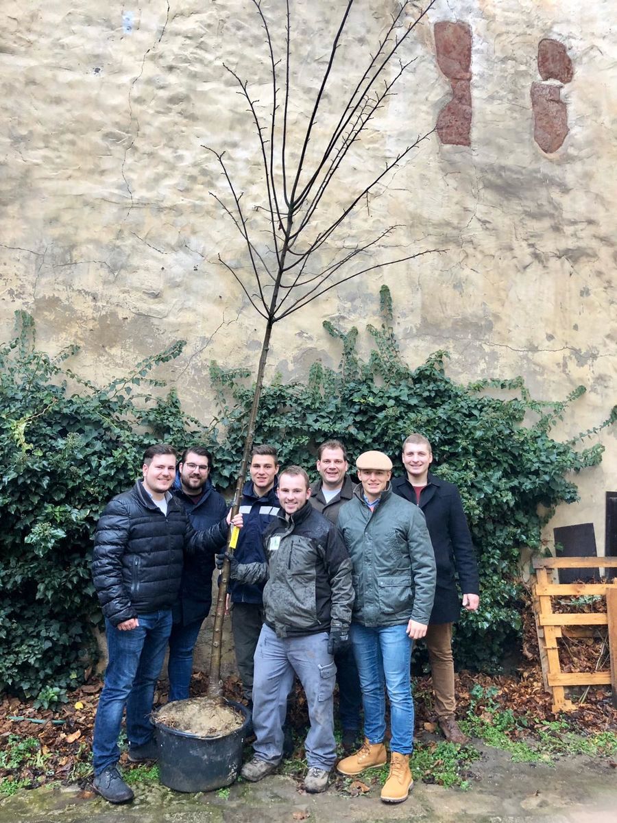 Baume Pflanzen Thema Auf Meinbezirk At