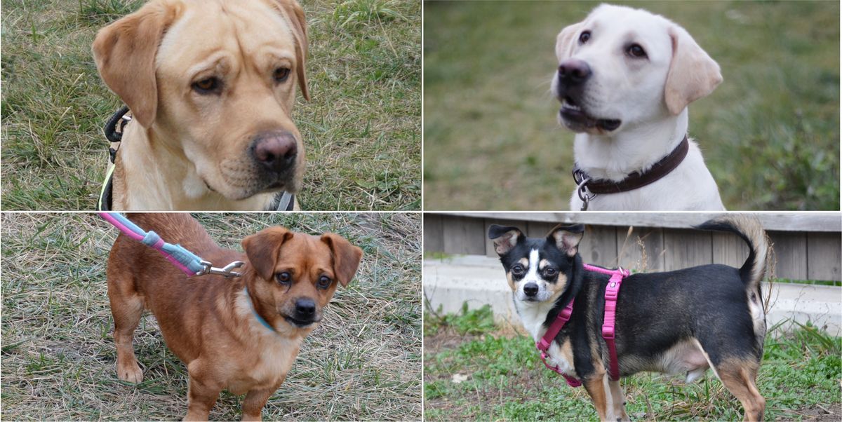 Hunde Suchen Zuhause Thema Auf Meinbezirk At