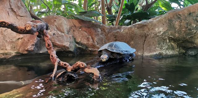 Waldschildkröte