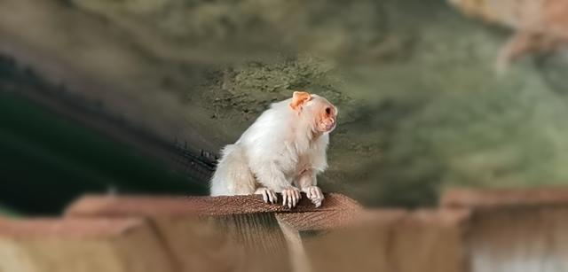 Silberäffchen