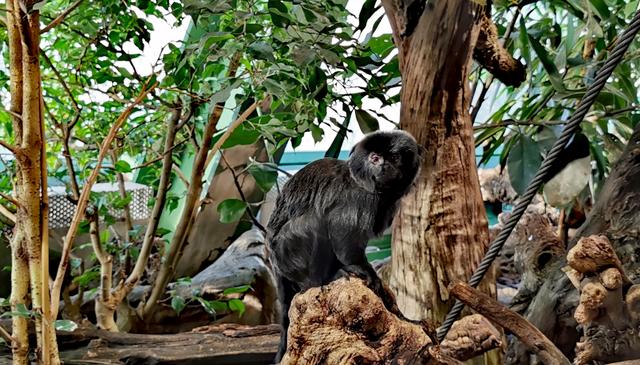 Springtamarin