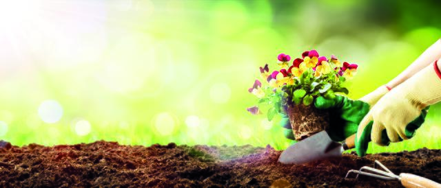 Wer seinen Garten mit allerlei Blümchen verschönern möchte, pflanzt im März und April Primeln und Stiefmütterchen.