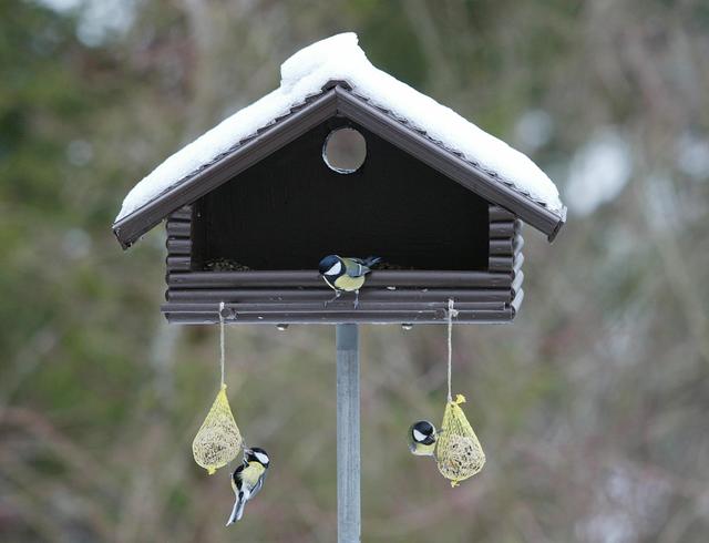 Bei der Auswahl des Vogelfutters im Winter kommt es auf die richtige Mischung an.