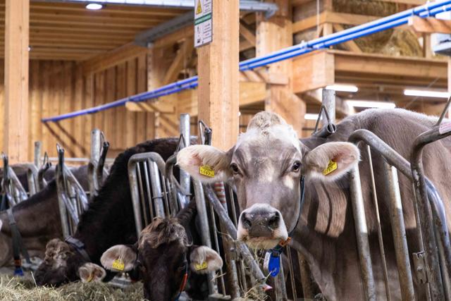 Glückliche Tiere: Am Grottenhof leben zahlreiche Nutztiere in modernen Stallungen, für Sauberkeit sorgt dort unter anderem ein Putzroboter.