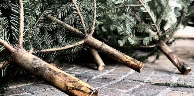 Radenthein und Seeboden macht sich Christbaum frei.