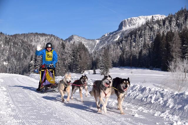 Faszination "Schlittenhund" in St. Ulrich.