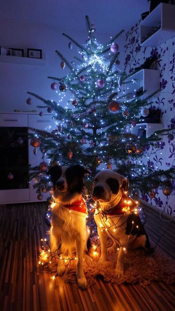 Der schönste Christbaum aus dem Bezirk Schärding.