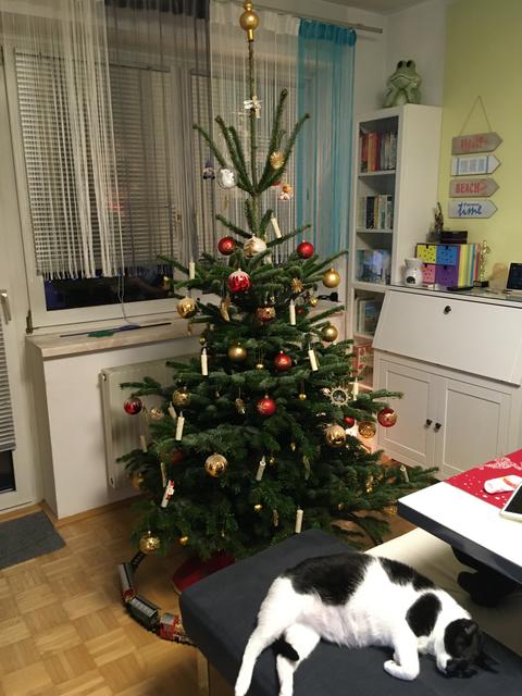 Der schönste Christbaum aus dem Bezirk Urfahr-Umgebung. 