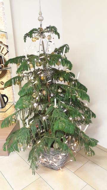 unsere nachhaltige, weihnachtliche Zimmertanne!!