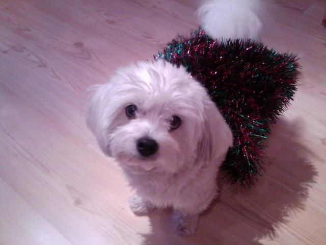 Coco hilft beim Schmücken des Christbaums | Foto: Jasmin Nikola