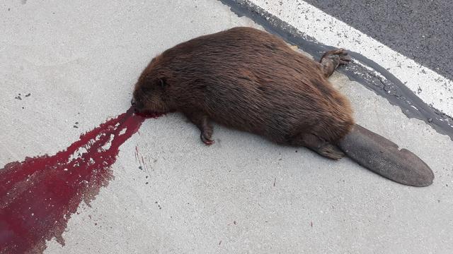 Toter Biber an der B3 in St. Nikola, Hirschenau. | Foto: Mörxbauer