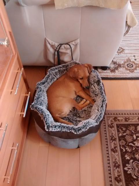 Lotti im Körbchen | Foto: Eva Fink