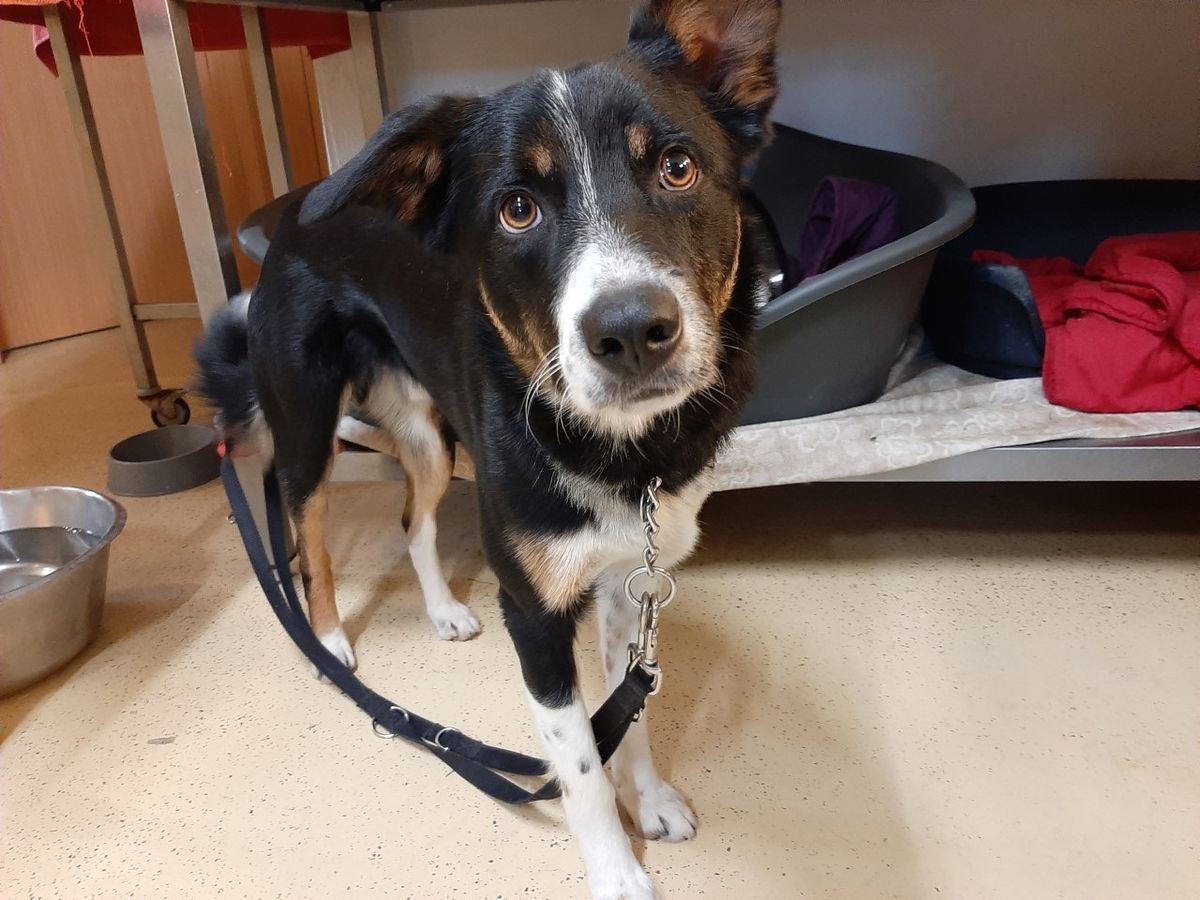 Hund Lief Davon Und Durfte Nicht Mehr Heim Traurige