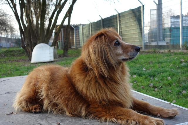 Lobo ist auf der Suche nach einer hundeerfahrenen Person.