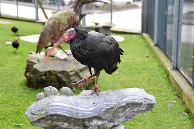 Der ehemals heimische Waldrapp gehört heute zu den meist bedrohten Tierarten.