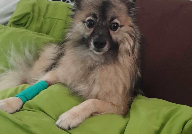 Timmy mit Gips | Foto: Christina Kissling