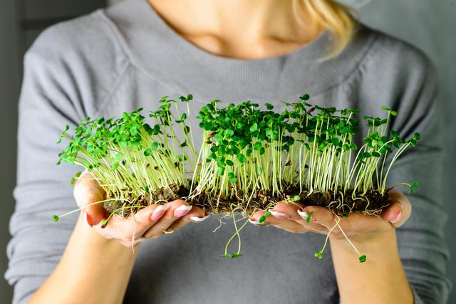Grüne Keimlinge für die Fensterbank liegen jetzt sehr im Trend, sind gesunden und schmecken gut.
