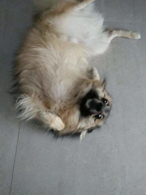 Timmy auf dem Rücken | Foto: Christina Kissling