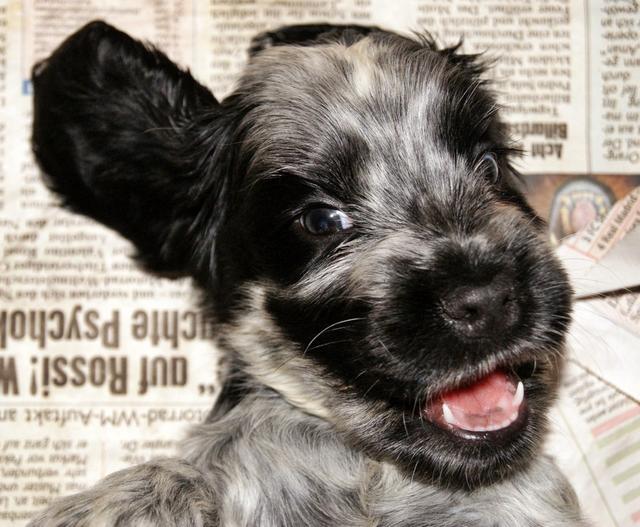 Alina als Welpe | Foto: Traude Stolz