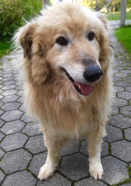 Der große Semmel oder auch Samy genannt | Foto: Uschi Polgar