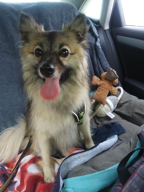 Timmy auf Reisen  | Foto: Christina Kissling