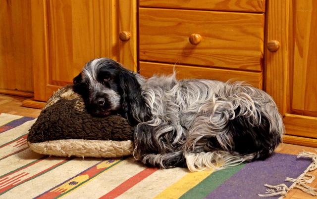 Alina beim Schlafen | Foto: Traude Stolz