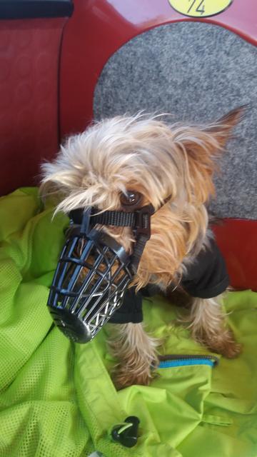 Der kleine Salamander mit Maulkorb | Foto: Darina Manet