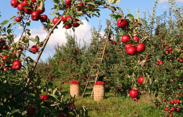 Wer sein eigenes Obst und Gemüse im Garten anbaut, spart nicht nur Kosten, sondern schont auch das Klima