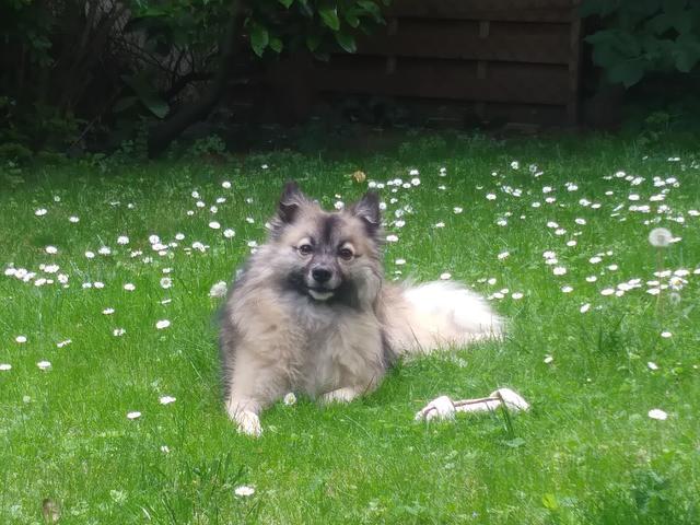 Timmy im Garten | Foto: Christina Kissling