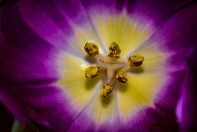 Diese Aufnahme nur mit dem 105 mm Micro Nikkor.