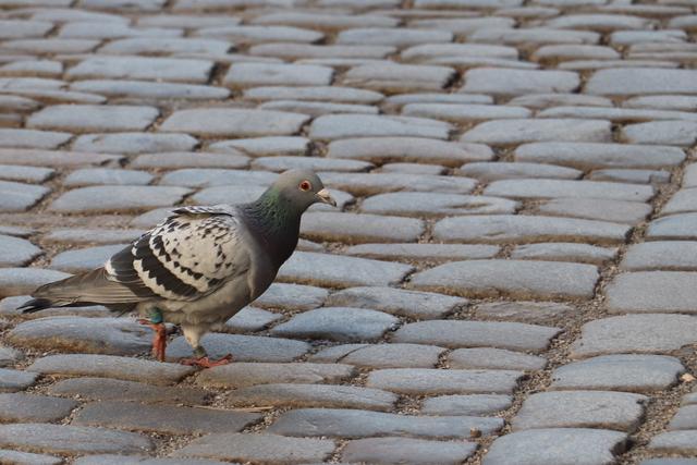 Zahme Tauben "betteln" auch hier...