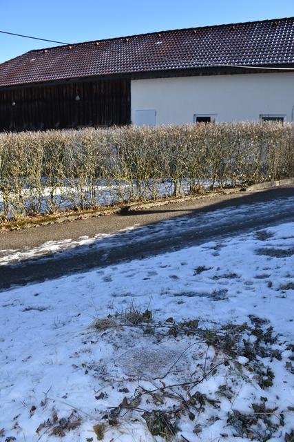 Linde wurde umgeschnitten  | Foto: Zinterhof/BRS