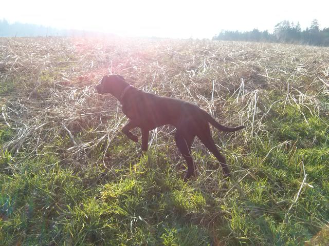 Cleo im Feld | Foto: Bettina Jansky