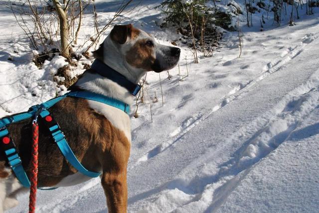 "Stibis Hundeparadies" St. Barbara: Die Hunde würden sich über viele Helfer, auch Gassigeher, freuen. | Foto: Stibi