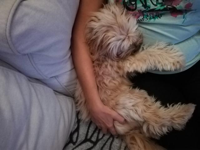 Die kleine Luna ganz müde | Foto: Sandra Hörker