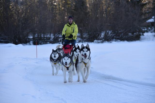 Schlittenfahrten mit den Huskys in Ebensee (Bezirk Salzkammergut)