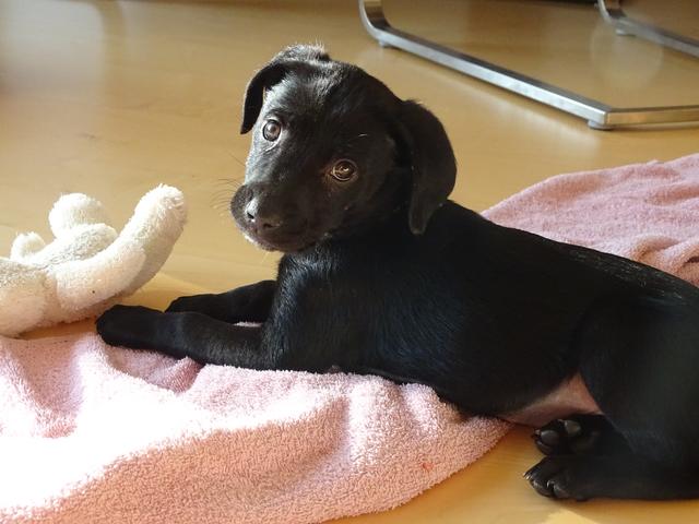 Die kleine Fenja als Welpe | Foto: Doris Waczek