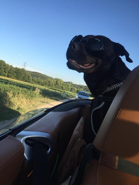 Carlos im Auto | Foto: Peter Dermota