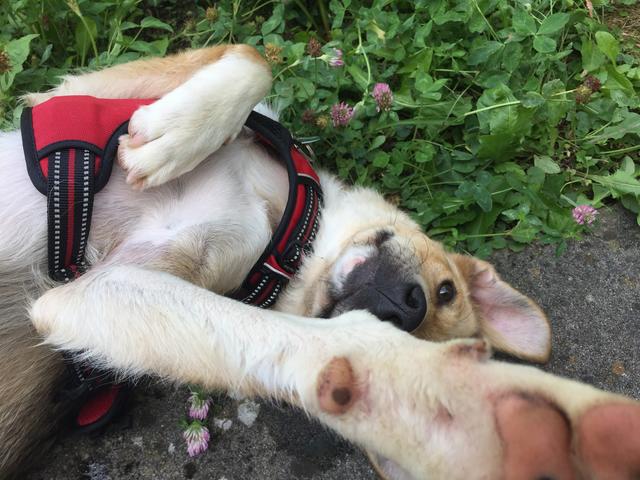 Der kleine Koby im Garten | Foto: Manuela Eybl-Leroch