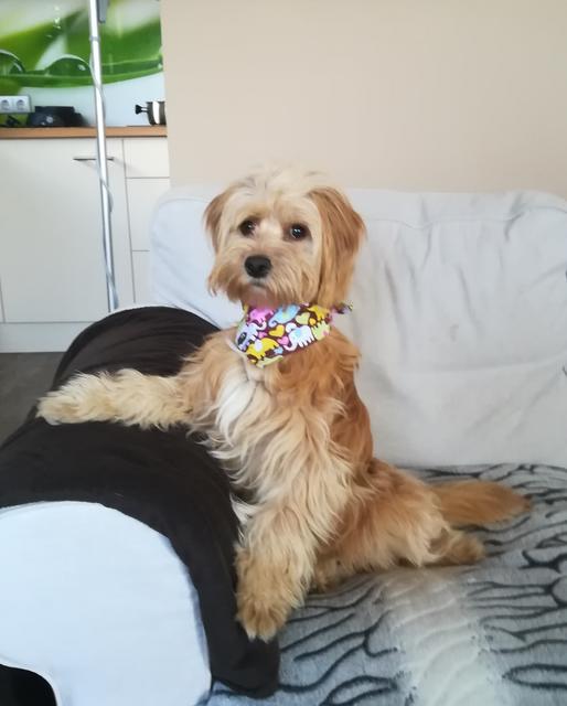 Die kleine Luna mit Halstuch | Foto: Sandra Hörker