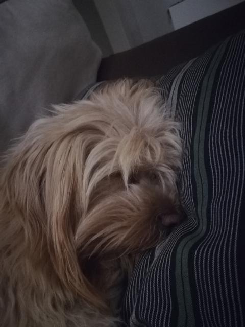 Die kleine Luna | Foto: Sandra Hörker