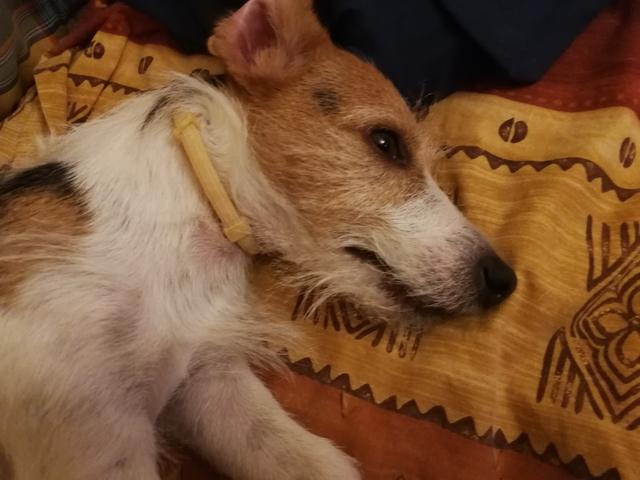 Pico beim "Chillen" | Foto: Eduard Langhammer